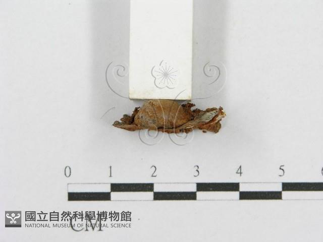 木層孔菌屬藏品圖，第4張