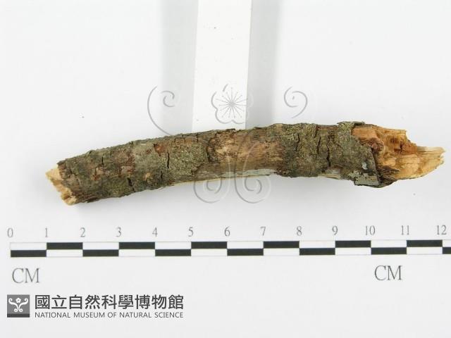 登錄號:F0001365藏品圖，第4張