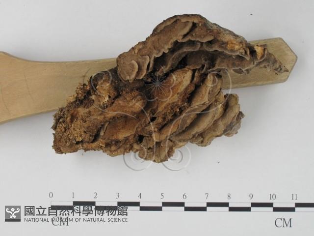栓菌屬藏品圖，第4張