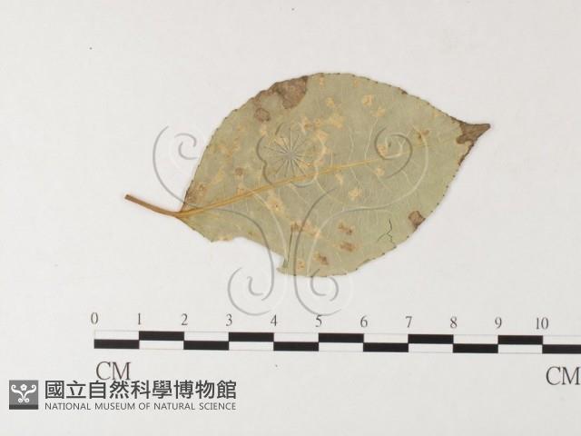 登錄號:F0026225藏品圖，第4張