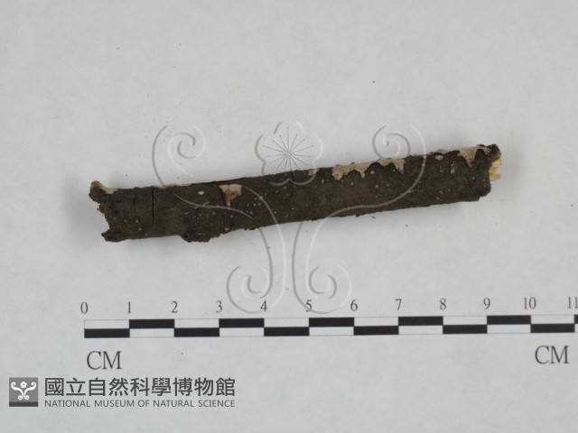 筍殼菌屬藏品圖，第4張