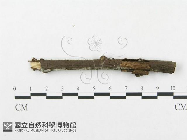 登錄號:F0009225藏品圖，第4張