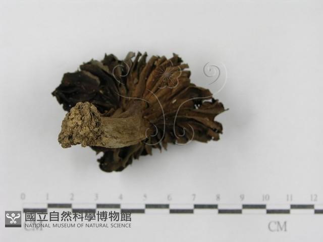 登錄號:F0015825藏品圖，第4張