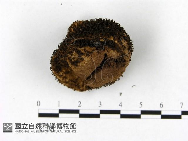 登錄號:F0003825藏品圖，第4張