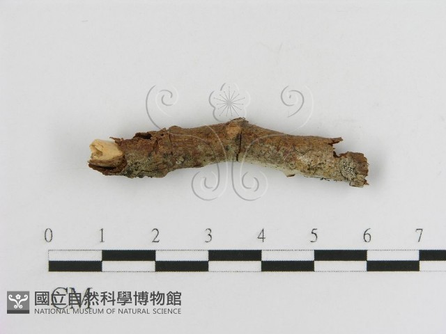 登錄號:F0013825藏品圖，第4張