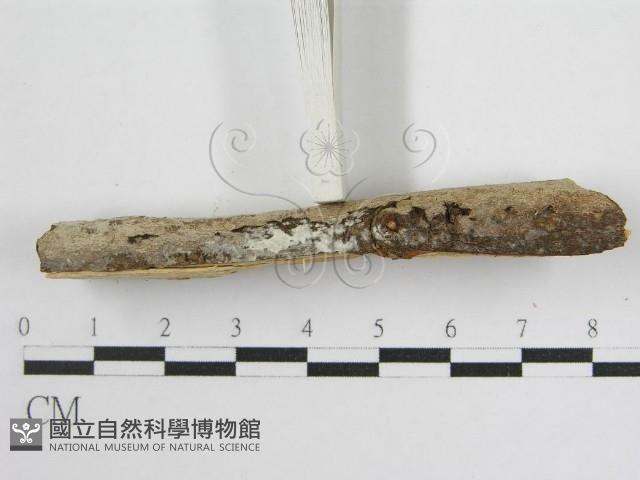 登錄號:F0012925藏品圖，第4張