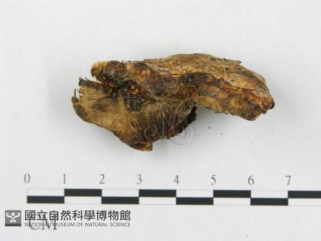 登錄號:F0005925藏品圖，第4張