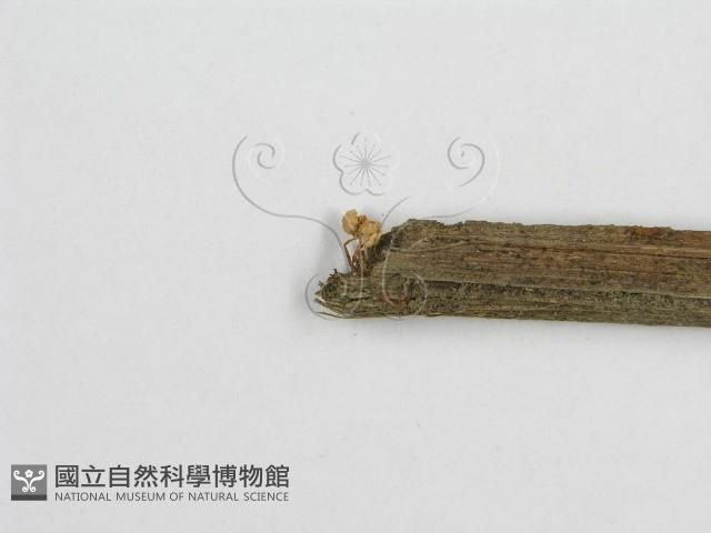 微皮傘屬藏品圖，第4張