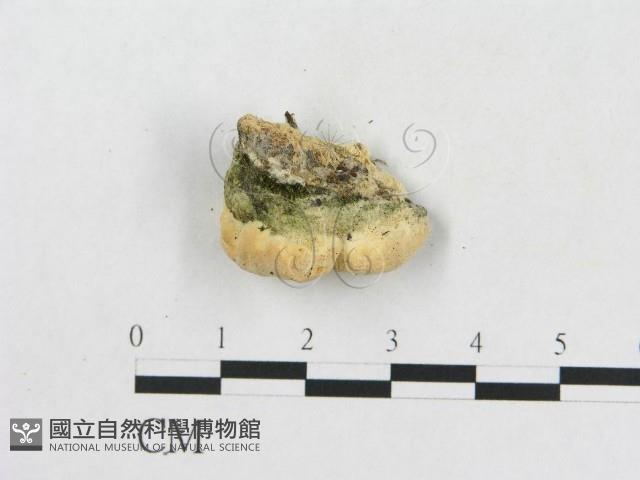 登錄號:F0019925藏品圖，第4張