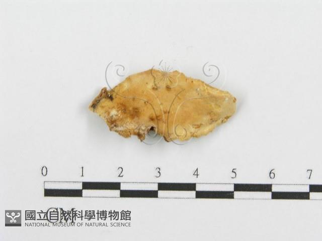 登錄號:F0013925藏品圖，第4張