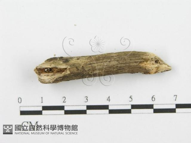登錄號:F0001625藏品圖，第4張