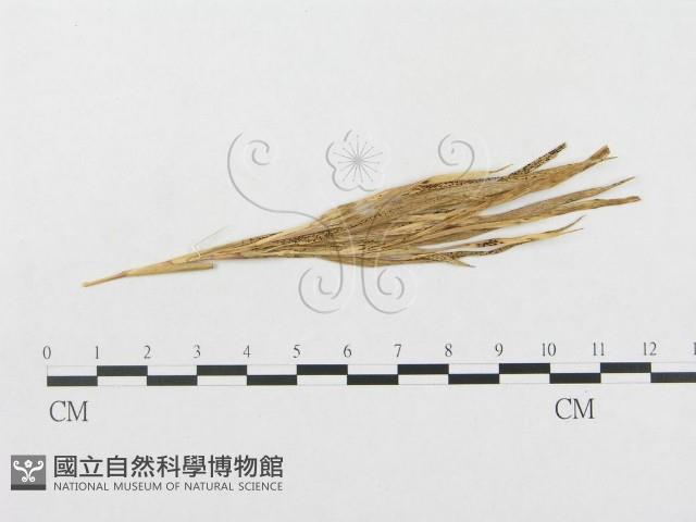 登錄號:F0011625藏品圖，第4張