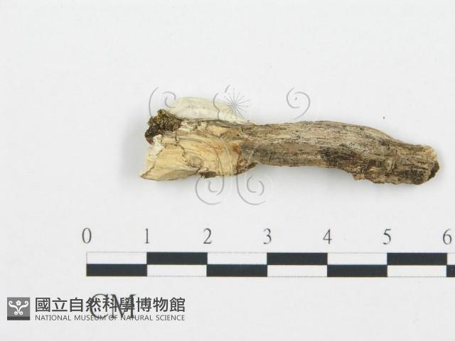 登錄號:F0003625藏品圖，第4張