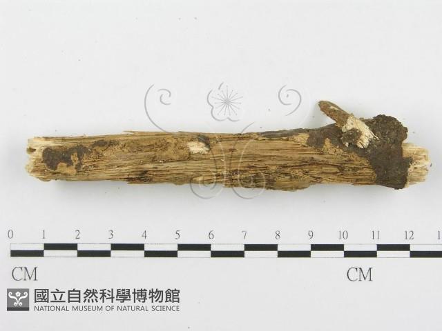 登錄號:F0020425藏品圖，第4張