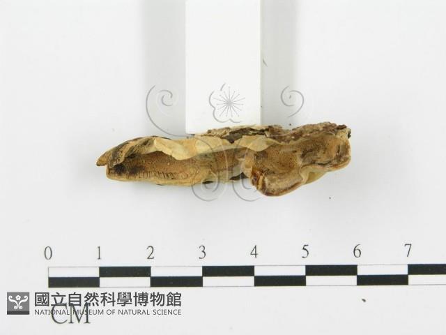 登錄號:F0006425藏品圖，第4張