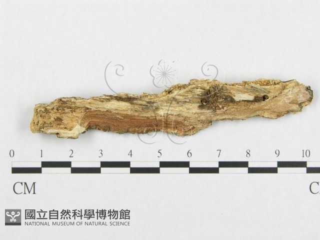登錄號:F0017425藏品圖，第4張