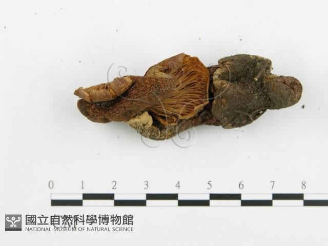 登錄號:F0009425藏品圖，第4張