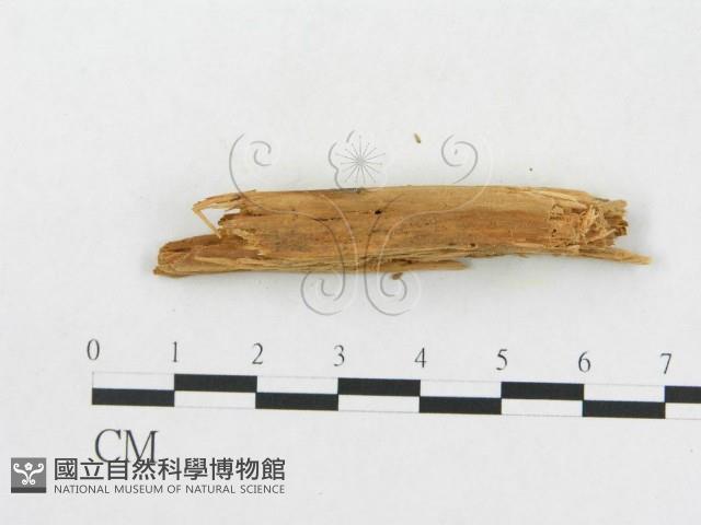 登錄號:F0016725藏品圖，第4張