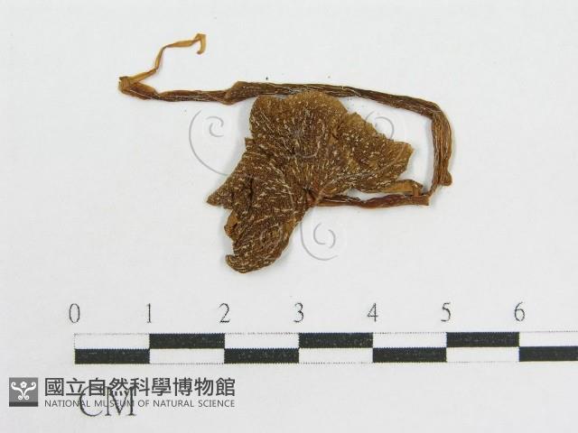 粉褶菌屬藏品圖，第4張