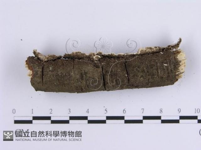 登錄號:F0014725藏品圖，第4張
