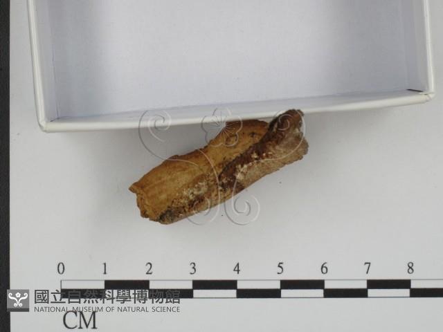 登錄號:F0020525藏品圖，第4張