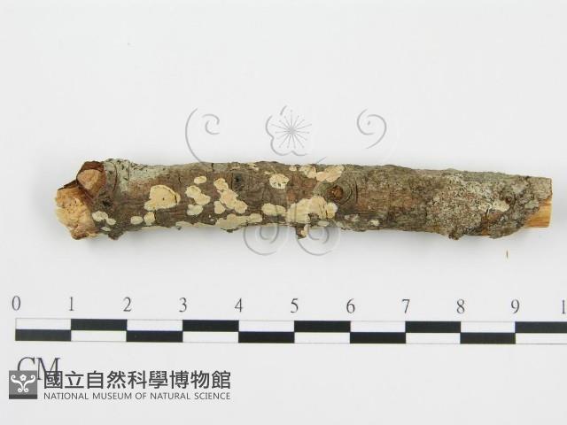 登錄號:F0010525藏品圖，第4張