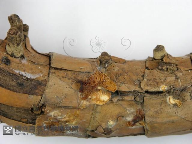 登錄號:F0005525藏品圖，第4張