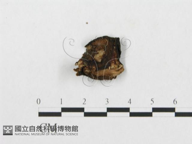 Accession Number:F0008125 Collection Image, Figure 4, Total 4 Figures