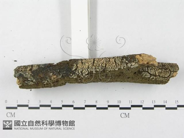 登錄號:F0020125藏品圖，第4張