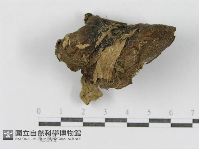 登錄號:F0011125藏品圖，第4張