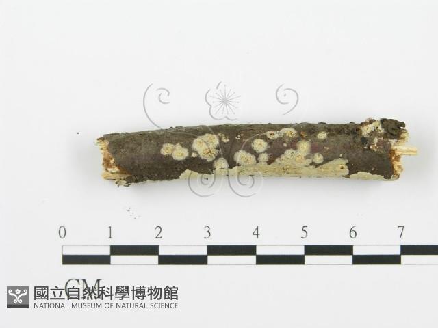 射脈菌屬藏品圖，第4張