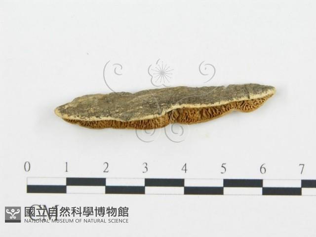 登錄號:F0006025藏品圖，第4張