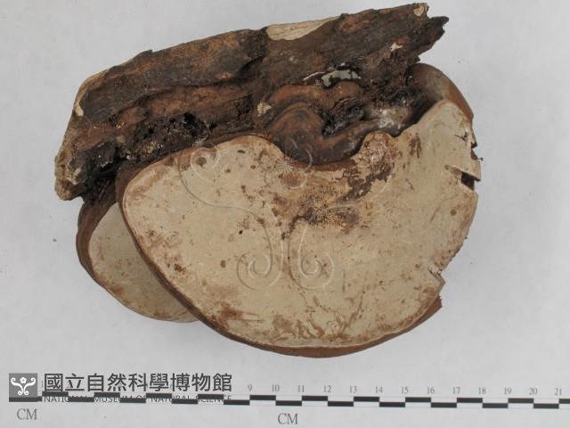 登錄號:F0012025藏品圖，第4張