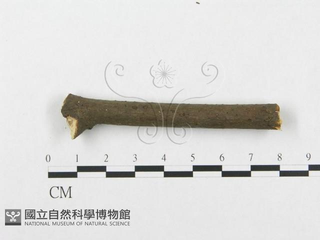 登錄號:F0005025藏品圖，第4張