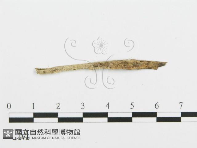 登錄號:F0003025藏品圖，第4張