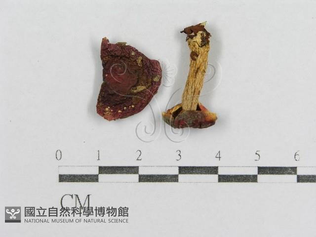 紅菇屬藏品圖，第4張