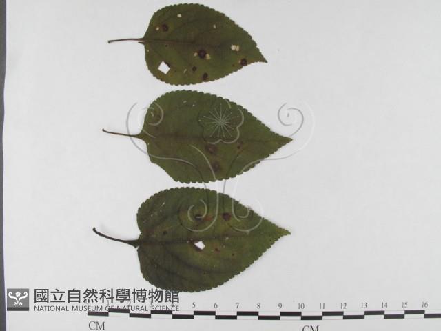 登錄號:F0026325藏品圖，第4張