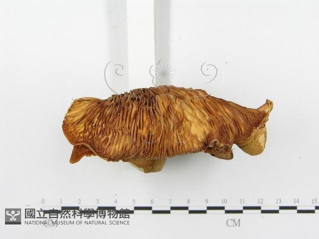 登錄號:F0004325藏品圖，第4張