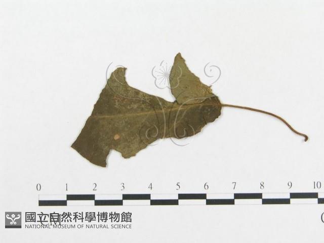 登錄號:F0019325藏品圖，第4張