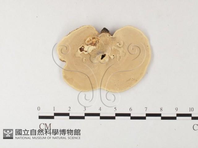 相鄰小孔菌藏品圖，第4張