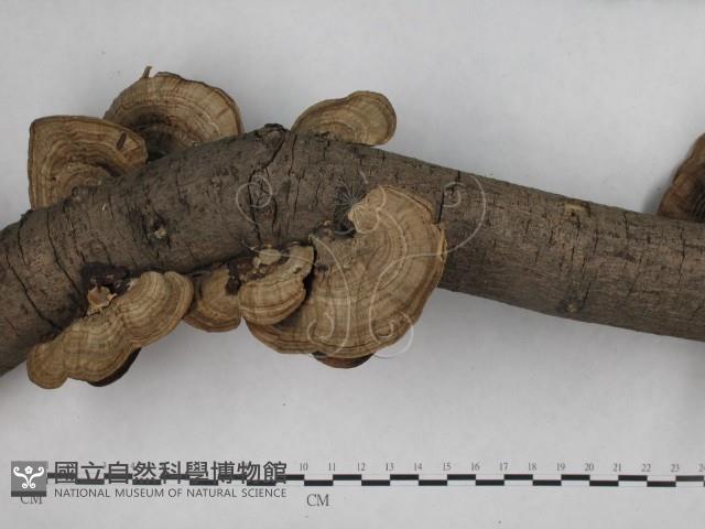 登錄號:F0016205藏品圖，第4張