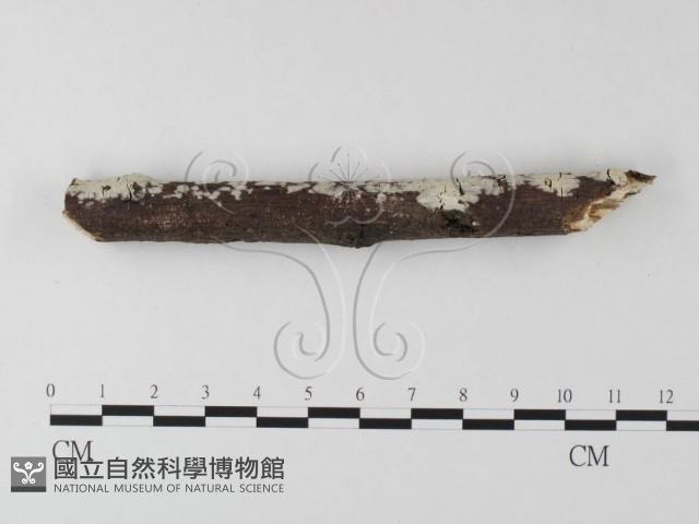 登錄號:F0022205藏品圖，第4張