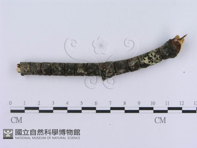 登錄號:F0012205藏品圖，第4張