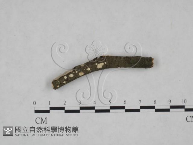 登錄號:F0025205藏品圖，第4張