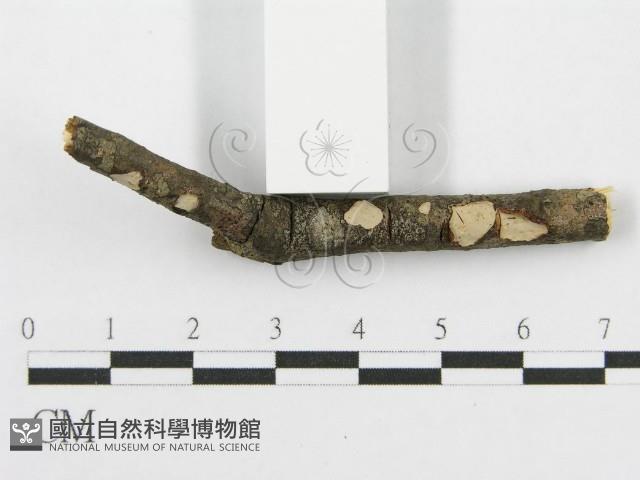 筍殼菌屬藏品圖，第4張
