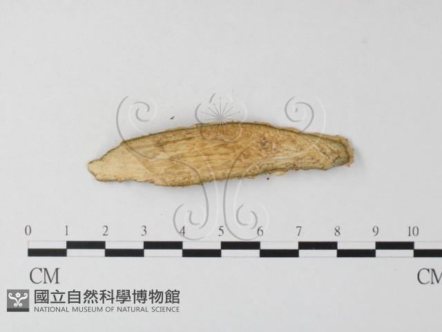 登錄號:F0015805藏品圖，第4張