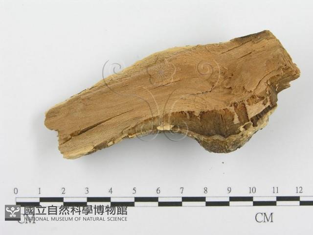 登錄號:F0000905藏品圖，第4張