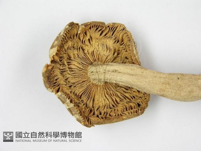 登錄號:F0004905藏品圖，第4張