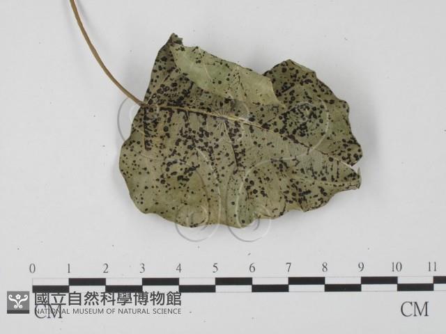 登錄號:F0017905藏品圖，第4張