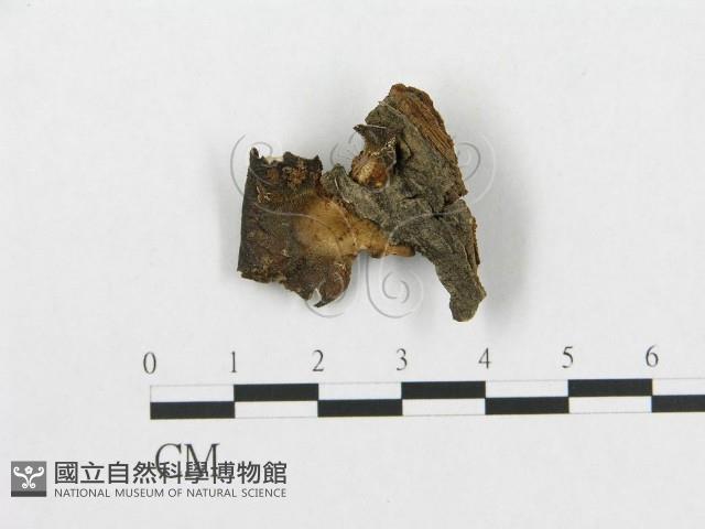 登錄號:F0019905藏品圖，第4張
